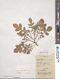 Solanum demissum image