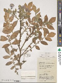 Solanum demissum image