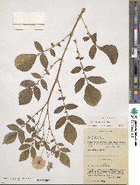 Solanum demissum image