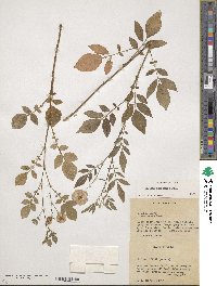 Solanum demissum image