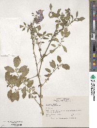 Solanum hjertingii image