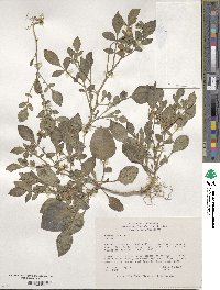 Solanum fendleri image