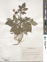 Solanum iopetalum image