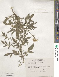 Solanum stenophyllidium image