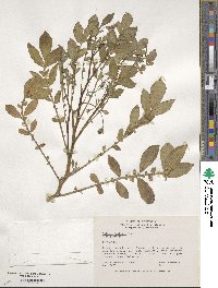 Solanum demissum image