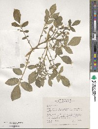 Solanum demissum image