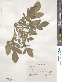 Solanum demissum image