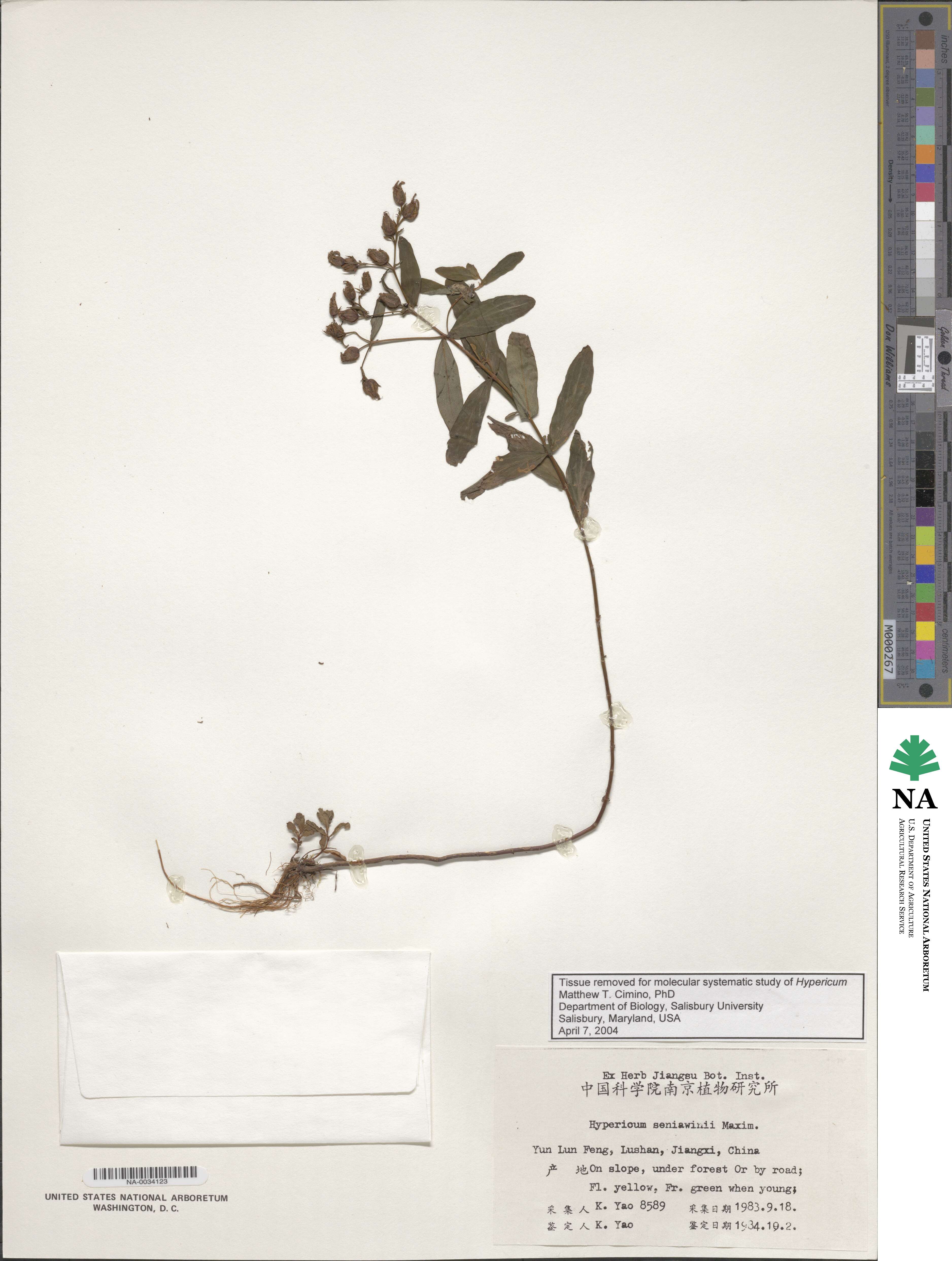 Hypericum seniawinii image