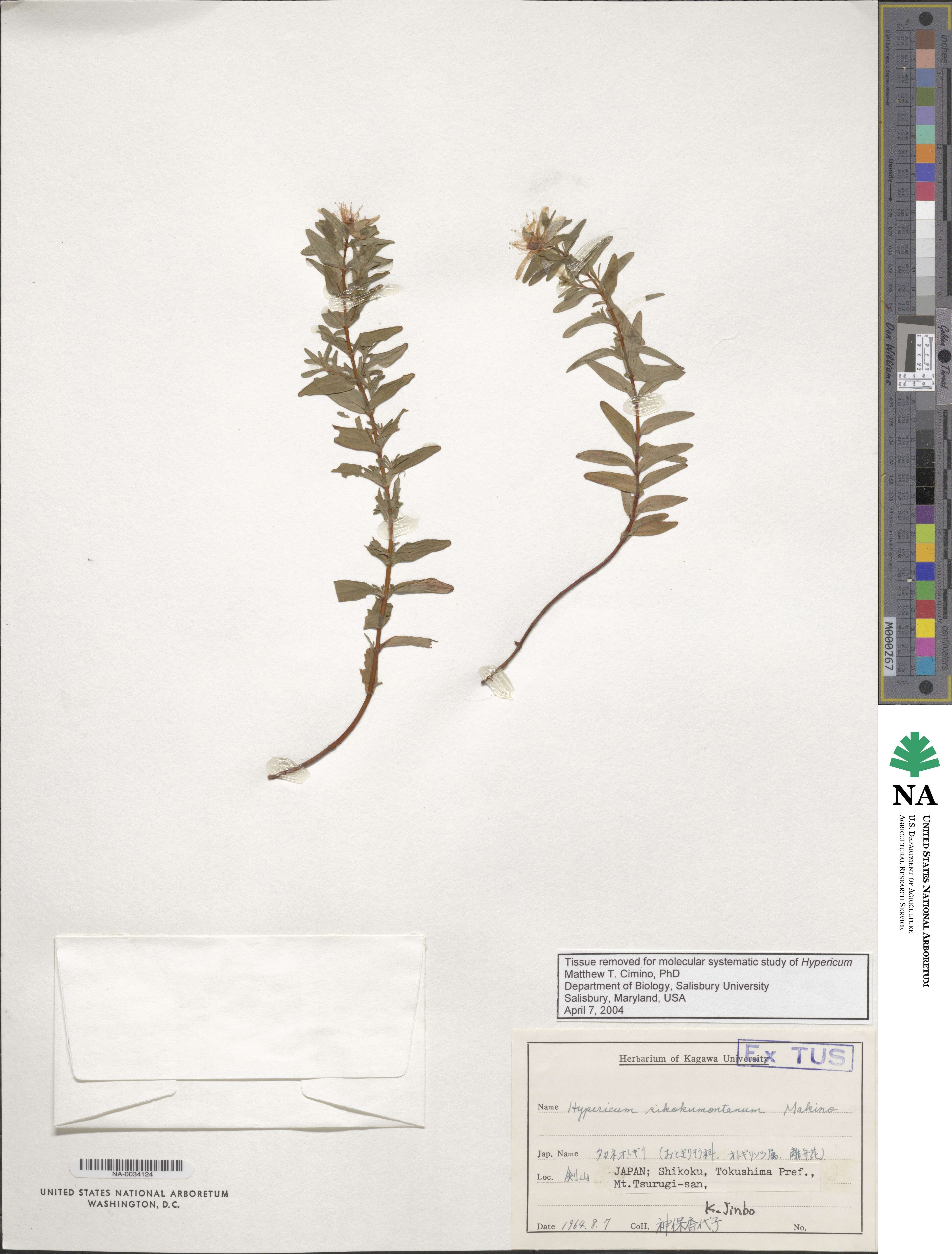 Hypericum sikokumontanum image