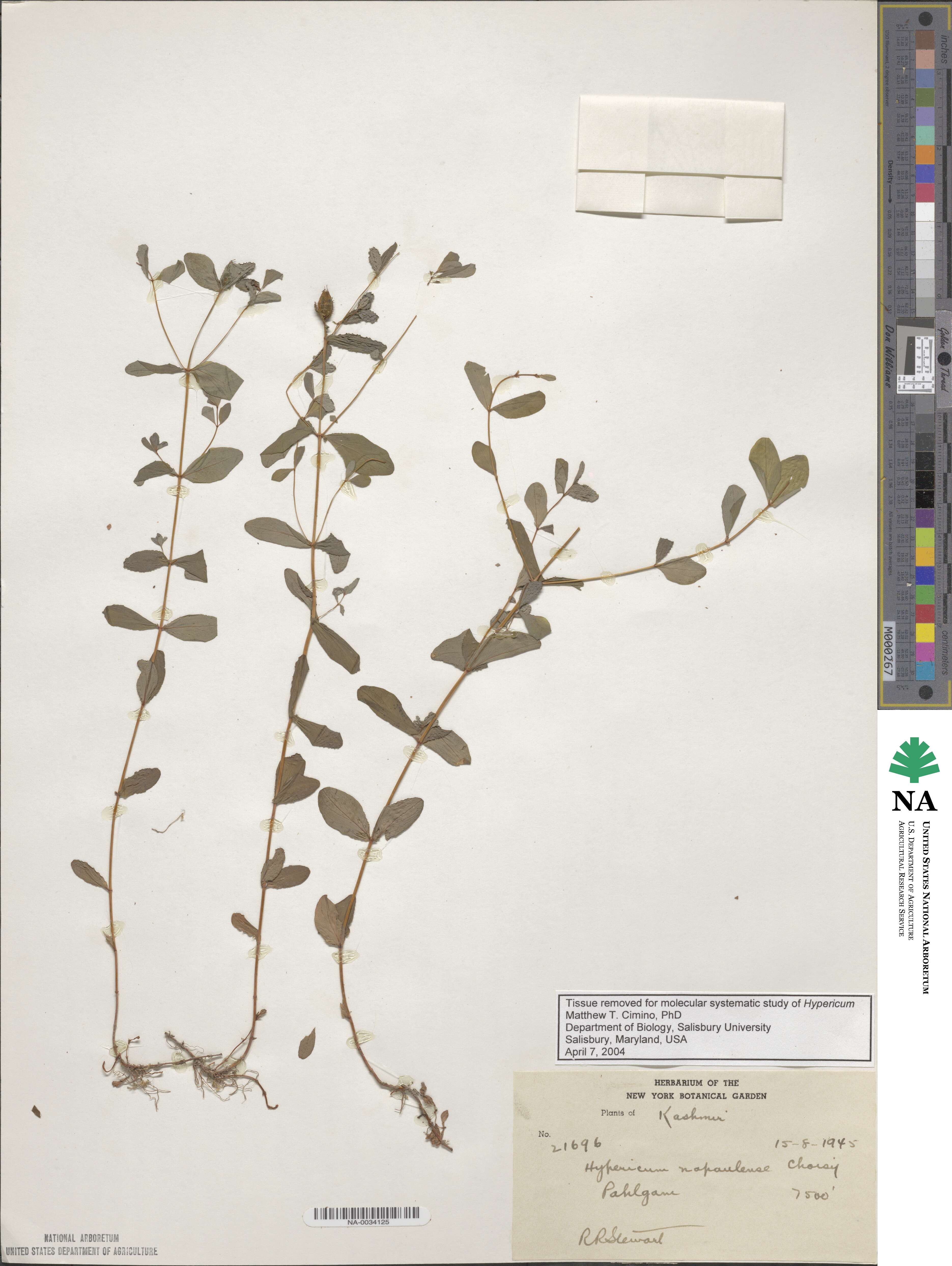 Hypericum elodeoides subsp. elodeoides image