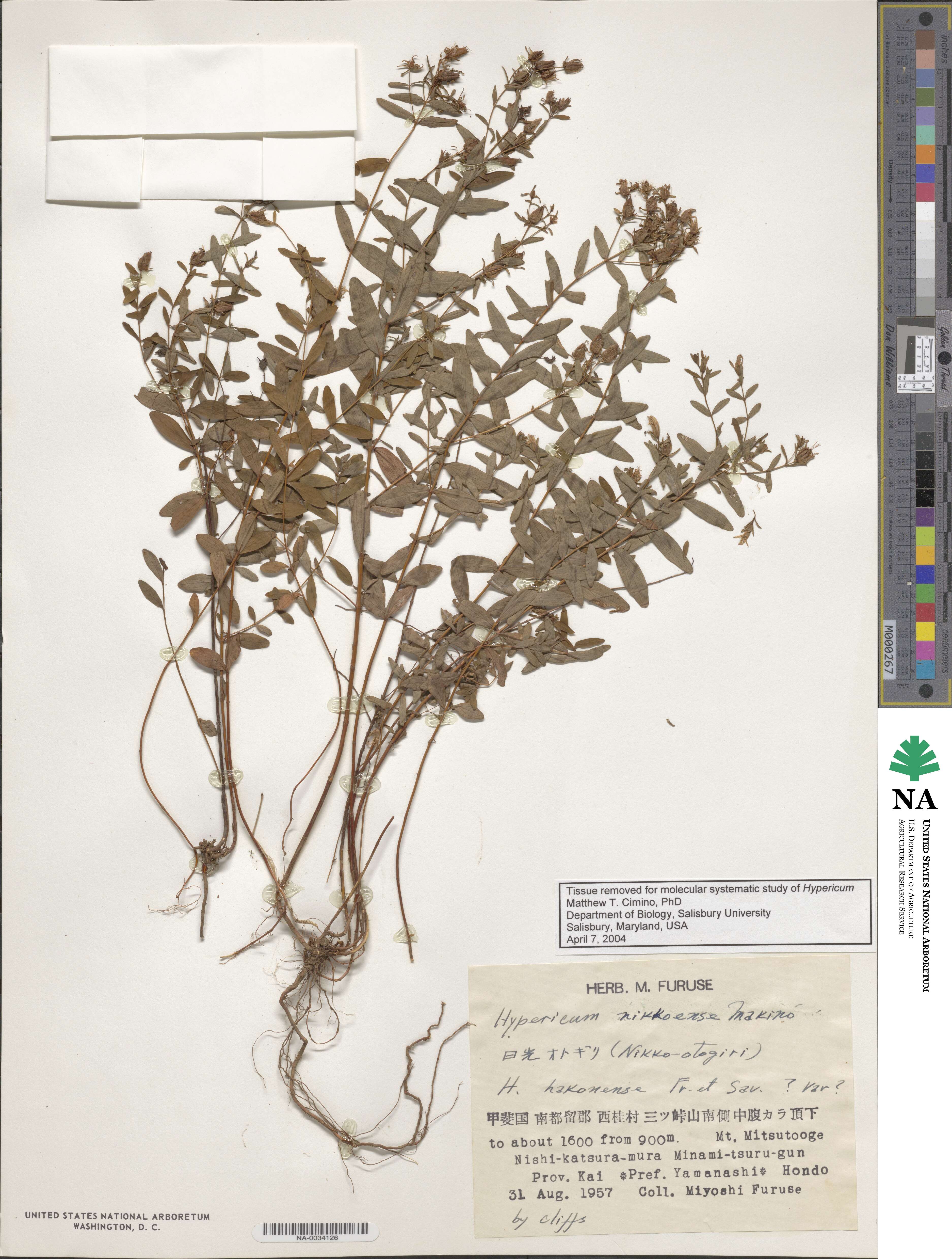 Hypericum hakonense image