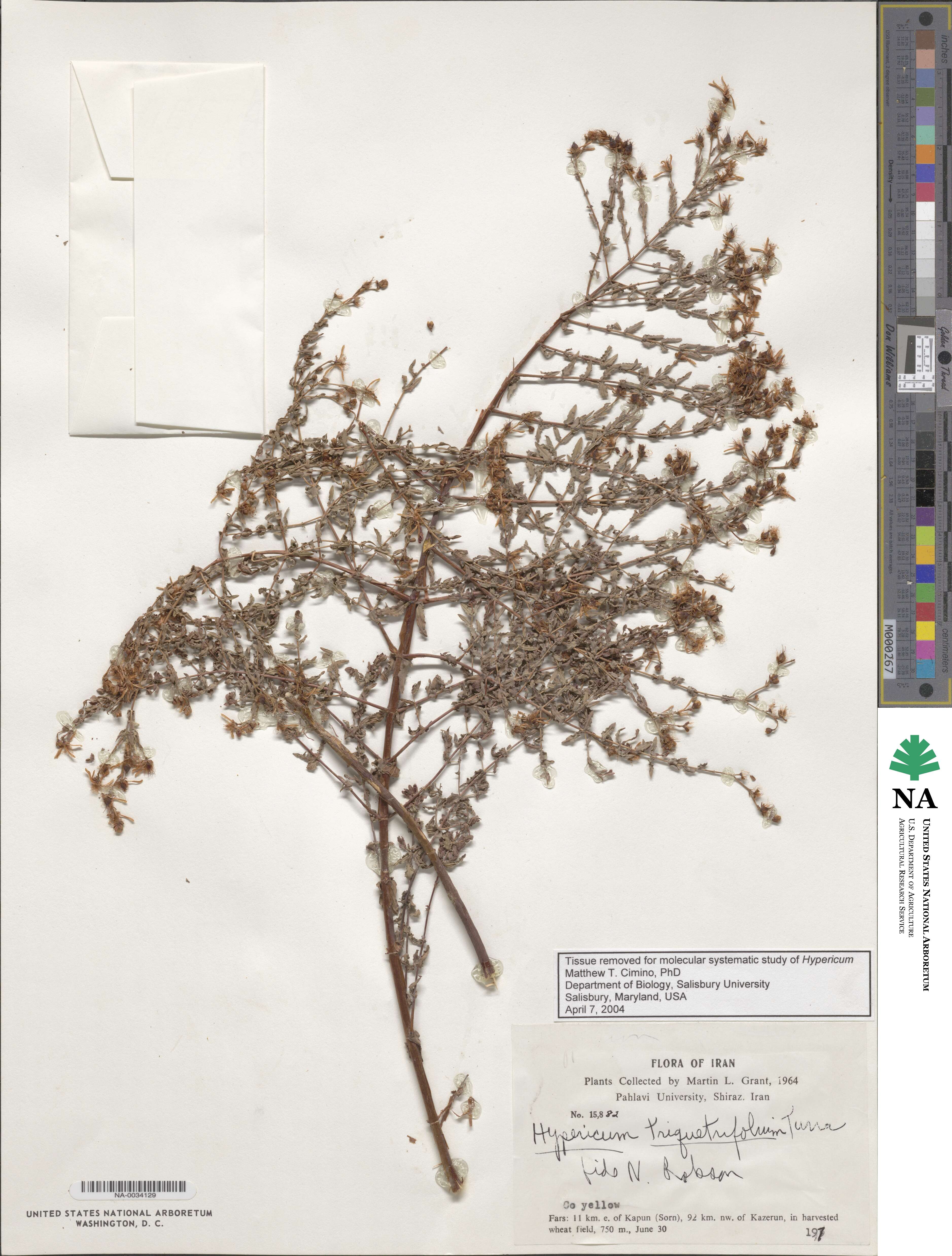Hypericum triquetrifolium image