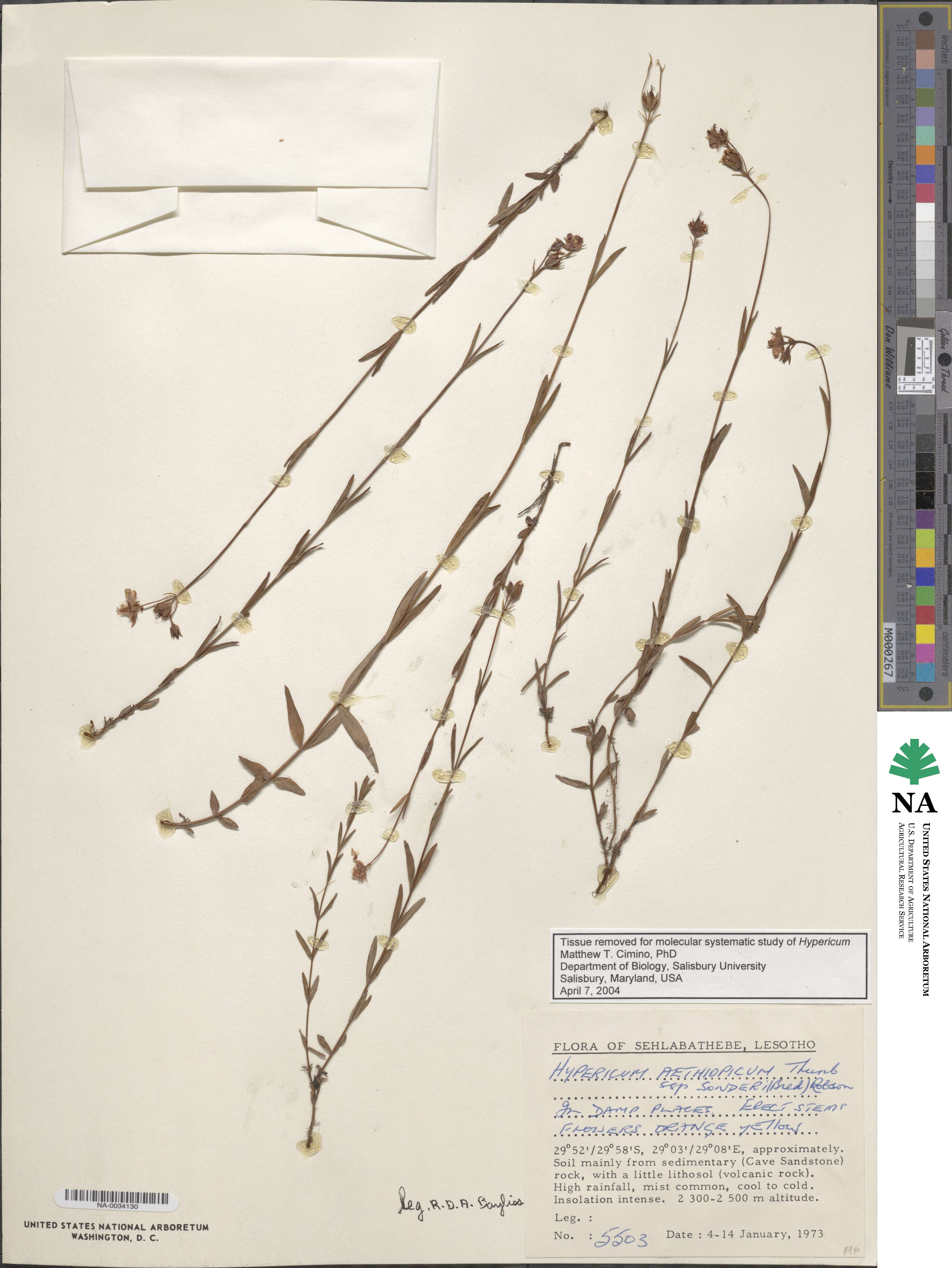 Hypericum aethiopicum image