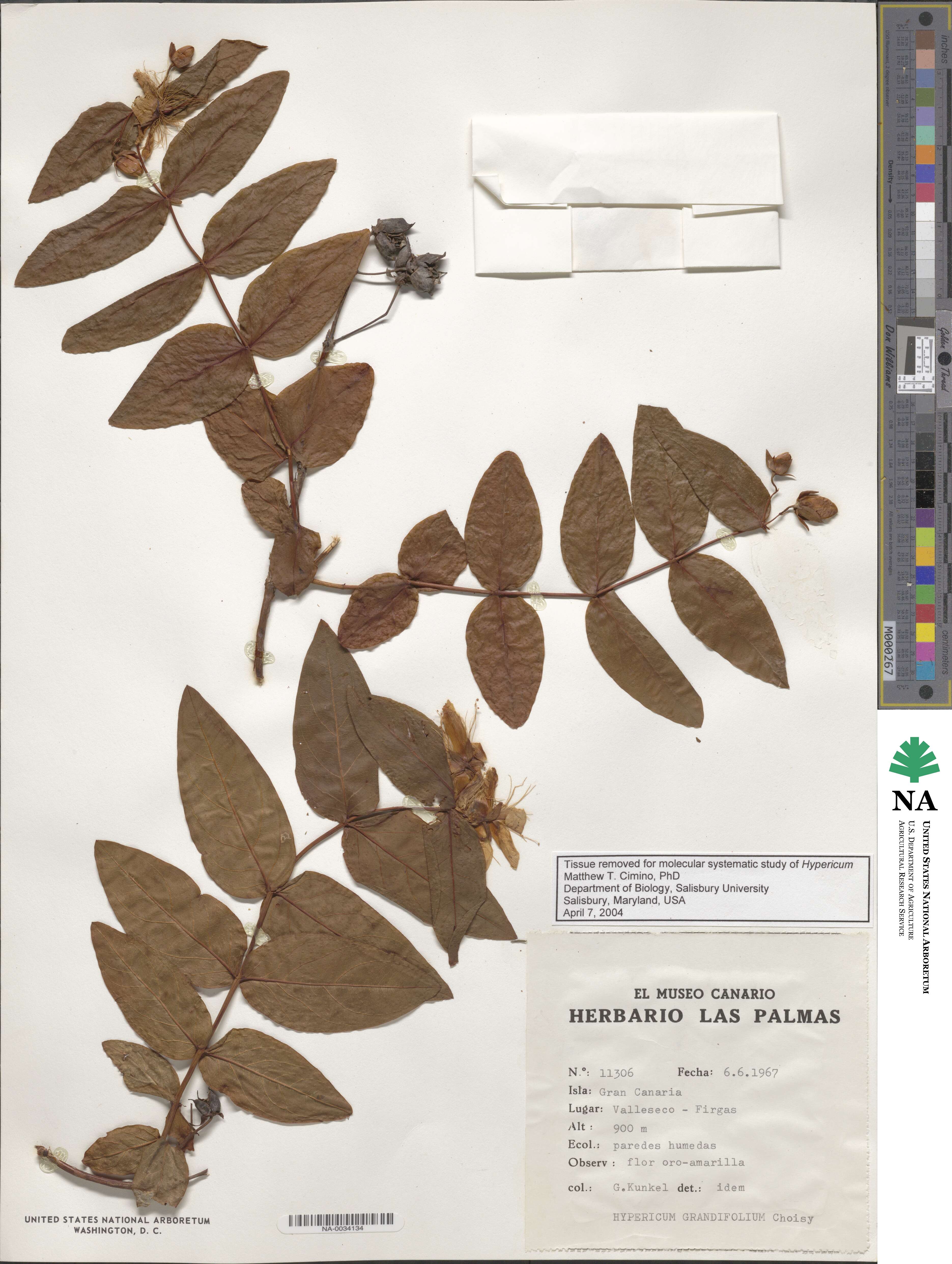 Hypericum grandifolium image