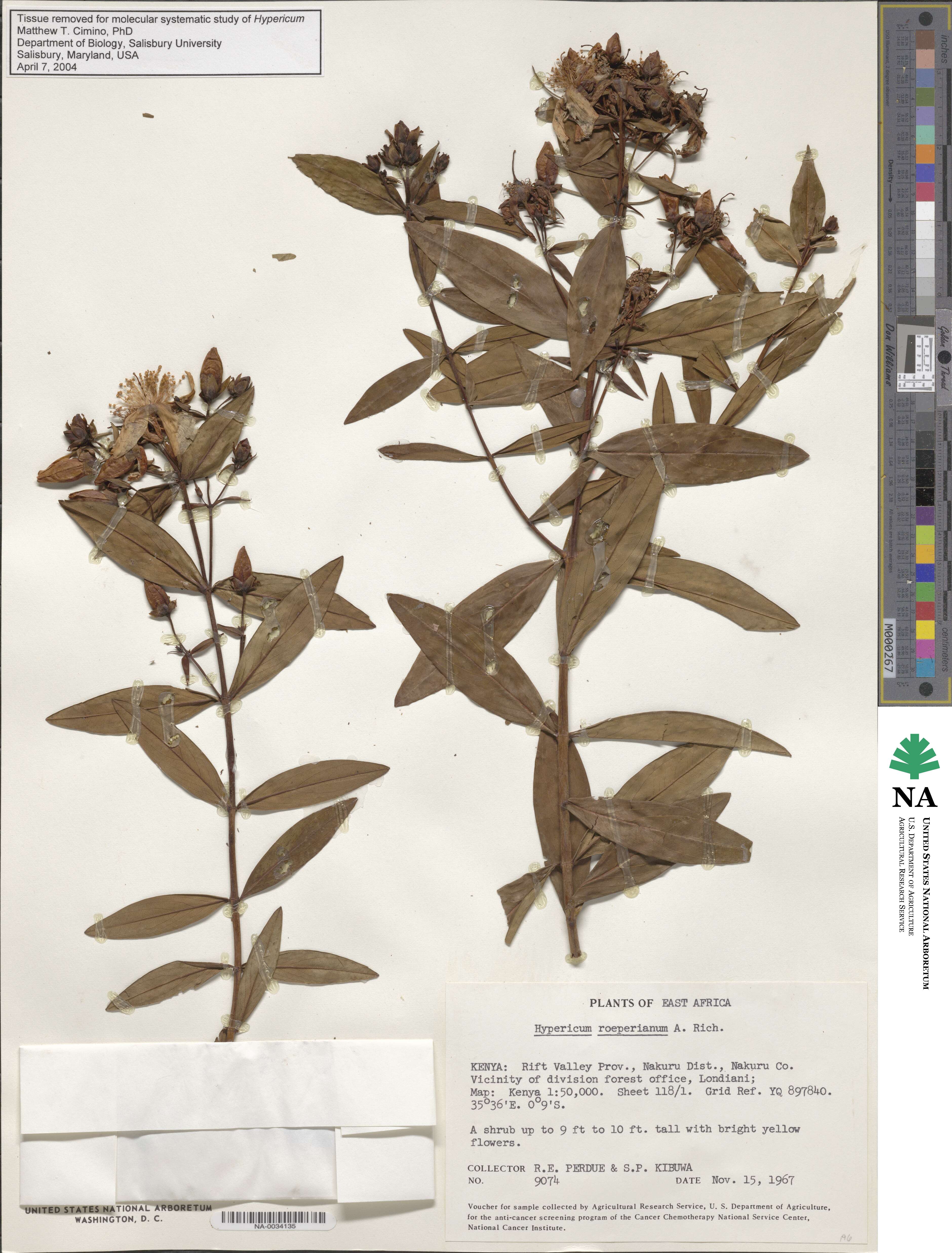 Hypericum roeperianum image