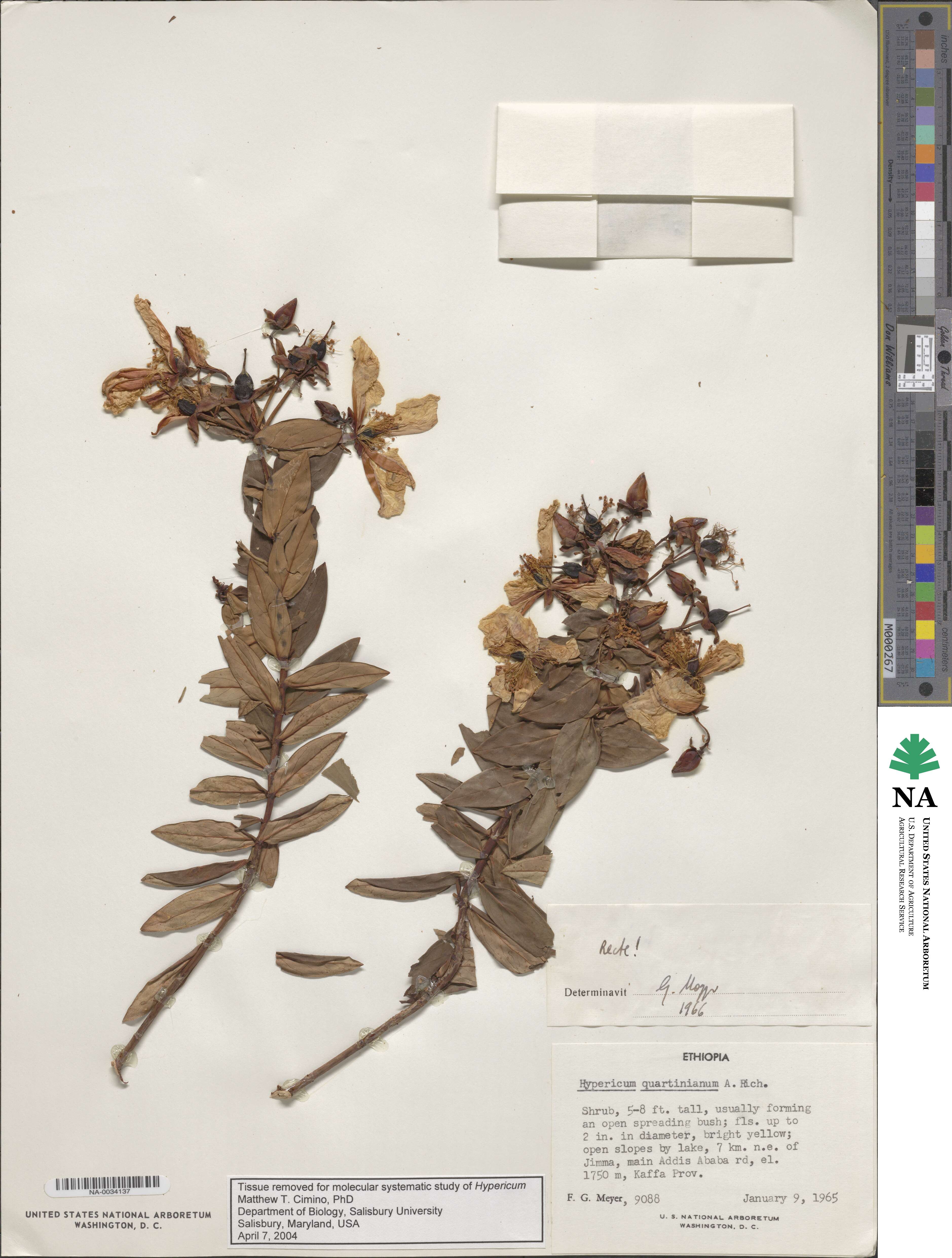 Hypericum quartinianum image