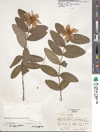 Image of Hypericum calycinum