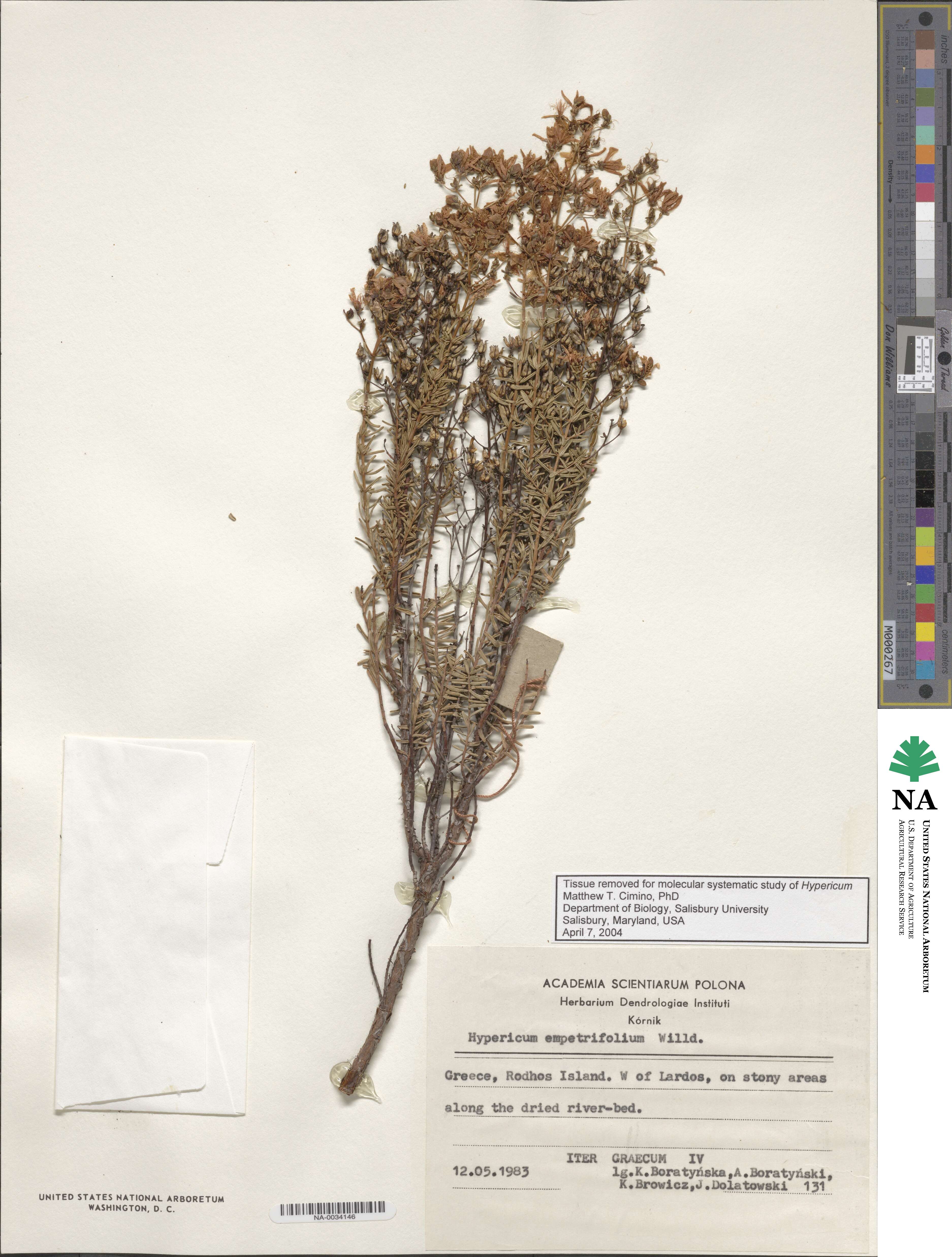 Hypericum empetrifolium image