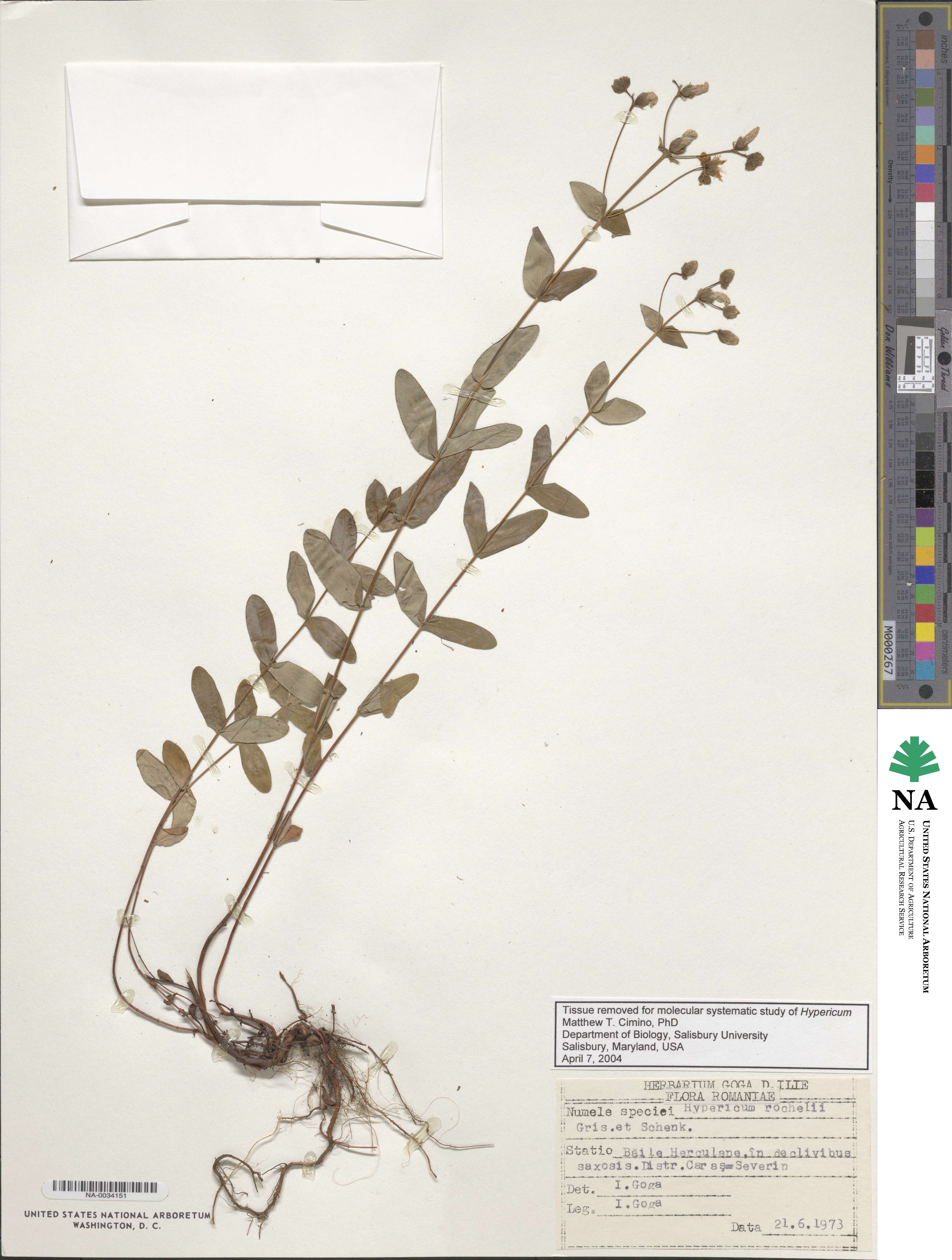 Hypericum rochelii image