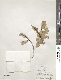 Image of Erythroxylum coca