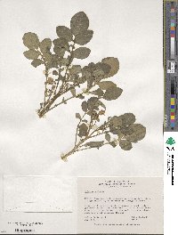 Solanum demissum image