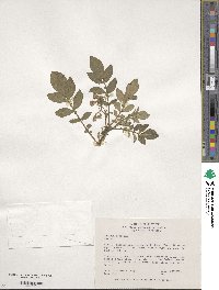 Solanum demissum image