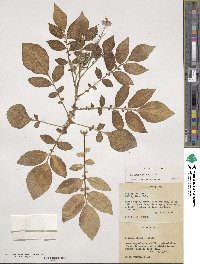 Solanum demissum image