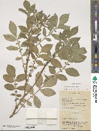 Solanum demissum image