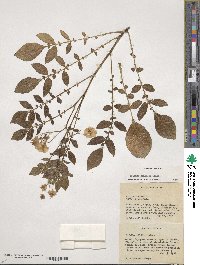 Solanum demissum image