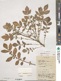 Solanum demissum image