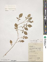 Solanum demissum image