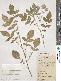 Solanum demissum image