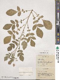 Solanum demissum image