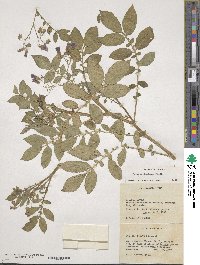 Solanum demissum image