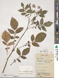 Solanum demissum image