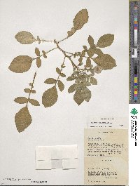 Solanum demissum image