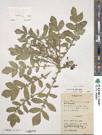 Solanum demissum image