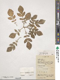 Solanum demissum image