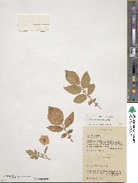 Solanum demissum image