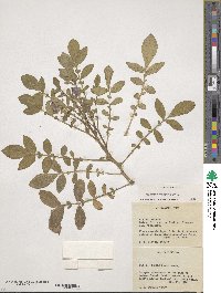 Solanum demissum image