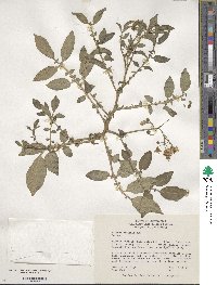 Solanum stoloniferum image