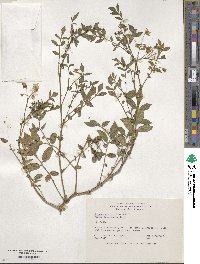 Solanum stoloniferum image