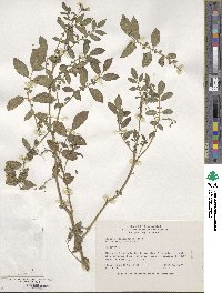 Solanum stoloniferum image