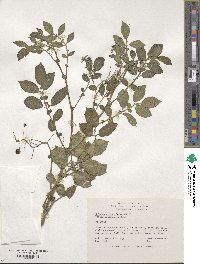 Solanum stoloniferum image