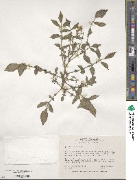 Solanum stoloniferum image