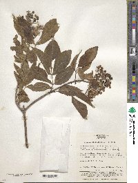 Sambucus racemosa image