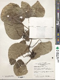 Stephania japonica image