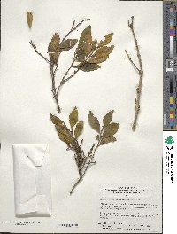 Korthalsella japonica image