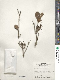 Korthalsella japonica image