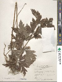 Aconitum japonicum image